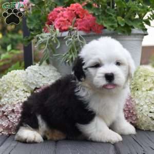 Kasper – 1 Blue eye, Old English Sheepdog Puppy